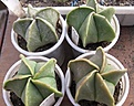 Нажмите на изображение для увеличения.

Название:	Astrophytum myriostigma cv.fjordhest.jpg
Просмотров:	428
Размер:	205.7 Кб
ID:	364787