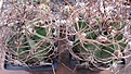 Нажмите на изображение для увеличения.

Название:	Astrophytum senile.jpg
Просмотров:	526
Размер:	177.0 Кб
ID:	364788