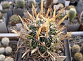 Нажмите на изображение для увеличения.

Название:	Echinofossulocactus erectocentrus.jpg
Просмотров:	514
Размер:	163.0 Кб
ID:	364790