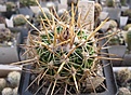 Нажмите на изображение для увеличения.

Название:	Echinofossulocactus gladiatus.jpg
Просмотров:	478
Размер:	142.9 Кб
ID:	364791