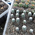 Нажмите на изображение для увеличения.

Название:	Encephalocarpus(peleciphora)strobiliformis( h-20мм).jpg
Просмотров:	488
Размер:	210.2 Кб
ID:	364794