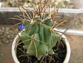 Нажмите на изображение для увеличения.

Название:	Glandulicactus uncinatus v.Wrightii.jpg
Просмотров:	484
Размер:	177.0 Кб
ID:	364796