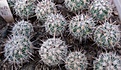 Нажмите на изображение для увеличения.

Название:	Gymnocactus viereckii.jpg
Просмотров:	436
Размер:	208.2 Кб
ID:	364798