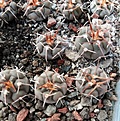 Нажмите на изображение для увеличения.

Название:	Gymnocalycium prochazkianum ssp.simile VoS05-150,Argentina,Cordoba.jpg
Просмотров:	426
Размер:	206.0 Кб
ID:	364799