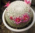 Нажмите на изображение для увеличения.

Название:	Mammillaria albilanata.jpg
Просмотров:	509
Размер:	137.0 Кб
ID:	364801