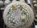 Нажмите на изображение для увеличения.

Название:	Mammillaria candida.jpg
Просмотров:	506
Размер:	192.4 Кб
ID:	364802
