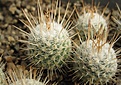 Нажмите на изображение для увеличения.

Название:	Mammillaria geminispina v.nobilis.jpg
Просмотров:	416
Размер:	209.1 Кб
ID:	364803