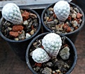 Нажмите на изображение для увеличения.

Название:	Mammillaria hererae.jpg
Просмотров:	500
Размер:	194.6 Кб
ID:	364804