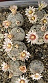 Нажмите на изображение для увеличения.

Название:	Mammillaria lasiacantha SB1063.jpg
Просмотров:	425
Размер:	236.8 Кб
ID:	364805