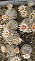Нажмите на изображение для увеличения.

Название:	Mammillaria lasiacantha SB1063.jpg
Просмотров:	510
Размер:	236.8 Кб
ID:	364805