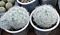 Нажмите на изображение для увеличения.

Название:	Mammillaria plumosa Icamol.jpg
Просмотров:	504
Размер:	131.0 Кб
ID:	364806