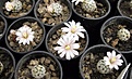 Нажмите на изображение для увеличения.

Название:	Mammillaria sanchez-mejoradae.jpg
Просмотров:	402
Размер:	231.6 Кб
ID:	364807