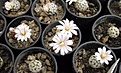 Нажмите на изображение для увеличения.

Название:	Mammillaria sanchez-mejoradae.jpg
Просмотров:	473
Размер:	231.6 Кб
ID:	364807
