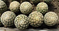 Нажмите на изображение для увеличения.

Название:	Mammillaria solisoides.jpg
Просмотров:	495
Размер:	204.4 Кб
ID:	364808
