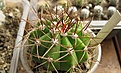 Нажмите на изображение для увеличения.

Название:	Melocactus acispinosus Hu 258a.jpg
Просмотров:	514
Размер:	231.1 Кб
ID:	364809