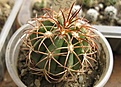 Нажмите на изображение для увеличения.

Название:	Melocactus gracilis.jpg
Просмотров:	490
Размер:	201.9 Кб
ID:	364810
