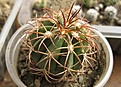 Нажмите на изображение для увеличения.

Название:	Melocactus gracilis.jpg
Просмотров:	419
Размер:	201.9 Кб
ID:	364810