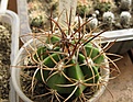 Нажмите на изображение для увеличения.

Название:	Melocactus unguispinus.jpg
Просмотров:	423
Размер:	206.4 Кб
ID:	364811