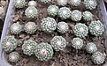 Нажмите на изображение для увеличения.

Название:	Strombocactus disciformis.jpg
Просмотров:	515
Размер:	202.2 Кб
ID:	364813
