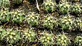 Нажмите на изображение для увеличения.

Название:	Thelocactus bicolor fa(Белые цветки).jpg
Просмотров:	524
Размер:	189.4 Кб
ID:	364815