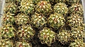 Нажмите на изображение для увеличения.

Название:	Thelocactus bicolor v.Schotti.jpg
Просмотров:	503
Размер:	216.1 Кб
ID:	364816