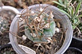 Нажмите на изображение для увеличения.

Название:	Turbinicarpus macrochele v.frailensis San Jose Sotoles.jpg
Просмотров:	522
Размер:	154.6 Кб
ID:	364817