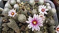Нажмите на изображение для увеличения.

Название:	Turbinicarpus Valdezianus,Mazapil,Zac.jpg
Просмотров:	521
Размер:	156.5 Кб
ID:	364818