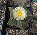 Нажмите на изображение для увеличения.

Название:	Astrophitum miriostigma f. nudum.jpg
Просмотров:	166
Размер:	150.9 Кб
ID:	364843