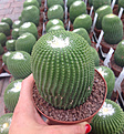 Нажмите на изображение для увеличения.

Название:	notocactus_leninghausii_inermis_giromagi_1.jpg
Просмотров:	283
Размер:	319.9 Кб
ID:	364868