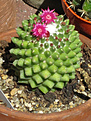 Нажмите на изображение для увеличения.

Название:	Mammillaria_magnimamma_toluca_pl.wikipedia_1.jpg
Просмотров:	270
Размер:	268.5 Кб
ID:	364869