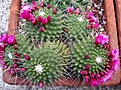 Нажмите на изображение для увеличения.

Название:	mammillaria_spinosissima_cv_un_pico_forum cactofili.jpg
Просмотров:	276
Размер:	142.1 Кб
ID:	364870