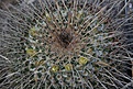 Нажмите на изображение для увеличения.

Название:	Mammillaria gigantea WTH 1069.jpg
Просмотров:	96
Размер:	166.5 Кб
ID:	364881