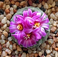 Нажмите на изображение для увеличения.

Название:	Strombocactus_pulcherrimus_RS547_11y.JPG
Просмотров:	166
Размер:	146.9 Кб
ID:	364894