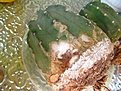 Нажмите на изображение для увеличения.

Название:	IMG_7465.JPG
Просмотров:	268
Размер:	271.0 Кб
ID:	364907
