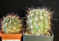 Нажмите на изображение для увеличения.

Название:	thionanthum_copiapoides_LF42_41,51mm_-_50p
Просмотров:	758
Размер:	244.5 Кб
ID:	364954