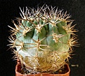 Нажмите на изображение для увеличения.

Название:	variiflorum_P48_50mm_-_300p
Просмотров:	750
Размер:	237.1 Кб
ID:	364955