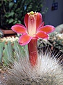Нажмите на изображение для увеличения.

Название:	Matucana roseoalba.JPG
Просмотров:	206
Размер:	332.8 Кб
ID:	364959