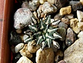Нажмите на изображение для увеличения.

Название:	kotschoubeyanus_albiflorus_15-24mm_-_400-2000p
Просмотров:	780
Размер:	206.6 Кб
ID:	364968