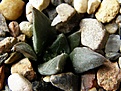 Нажмите на изображение для увеличения.

Название:	trigonus_minimus_23-32mm_-_500-2500p
Просмотров:	747
Размер:	201.1 Кб
ID:	364976