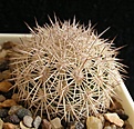 Нажмите на изображение для увеличения.

Название:	C.sulcata? echinus? JPG
Просмотров:	399
Размер:	72.1 Кб
ID:	364990