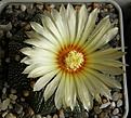 Нажмите на изображение для увеличения.

Название:	asterias_starshape_75mm_-_5000p
Просмотров:	733
Размер:	247.5 Кб
ID:	364996