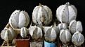 Нажмите на изображение для увеличения.

Название:	ONZUKA_68-77mm_-_10000p;_20mm_-_3000p;_tricostatum_33mm_-_3000p;_остальные_30-50мм_-_150-350р
Просмотров:	717
Размер:	198.3 Кб
ID:	365003