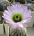 Нажмите на изображение для увеличения.

Название:	Echinocereus_reichenbachii_SB941_7y.JPG
Просмотров:	206
Размер:	128.6 Кб
ID:	365055