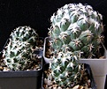 Нажмите на изображение для увеличения.

Название:	tripugionacantha_40-44mm_-_200-600p,_10000p
Просмотров:	703
Размер:	194.7 Кб
ID:	365093