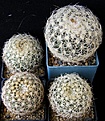 Нажмите на изображение для увеличения.

Название:	araneispinus_60mm_-_10000p;_HU440_50mm_-_1500,3000,4000p
Просмотров:	705
Размер:	225.4 Кб
ID:	365097