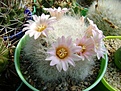 Нажмите на изображение для увеличения.

Название:	Mammillaria glasii L 1186A .jpg
Просмотров:	149
Размер:	238.7 Кб
ID:	365105