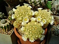 Нажмите на изображение для увеличения.

Название:	Mammillaria carmenae.jpg
Просмотров:	217
Размер:	245.4 Кб
ID:	365106