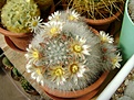 Нажмите на изображение для увеличения.

Название:	Mammillaria schwarzii.jpg
Просмотров:	151
Размер:	233.3 Кб
ID:	365107