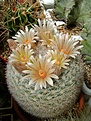 Нажмите на изображение для увеличения.

Название:	Mammillaria candida v.rosea.jpg
Просмотров:	198
Размер:	285.2 Кб
ID:	365108