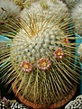 Нажмите на изображение для увеличения.

Название:	Mammillaria dixanthocentron.jpg
Просмотров:	178
Размер:	296.8 Кб
ID:	365109